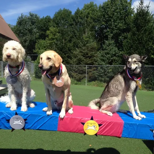 Camp K9 Pet Resort & Day Camp Competition